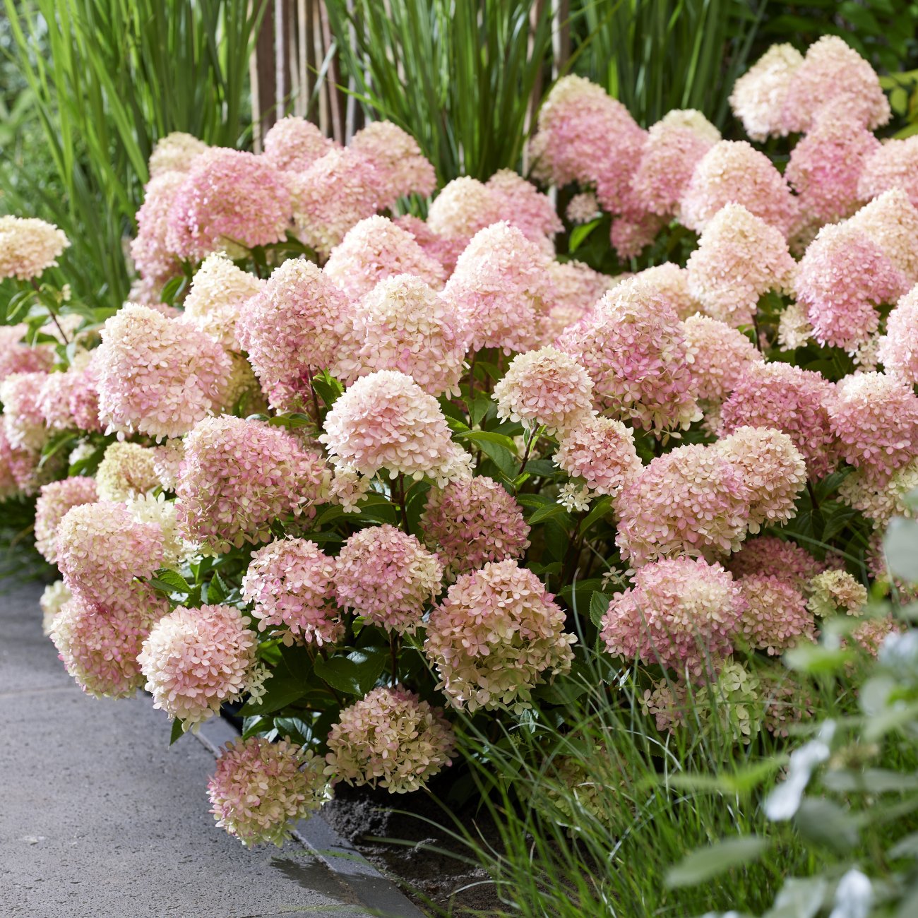 Obrázok Hortenzia metlinatá (Hydrangea paniculata) ´LIVING LITTLE LOVE´® by LIVING CREATIONS® výška 20-30 cm, kont. C1,5L